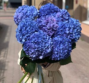 Букет из синих цветов — Букет Соцветие красоты