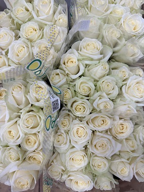 белые розы оптом
