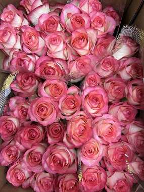 розовые розы оптом