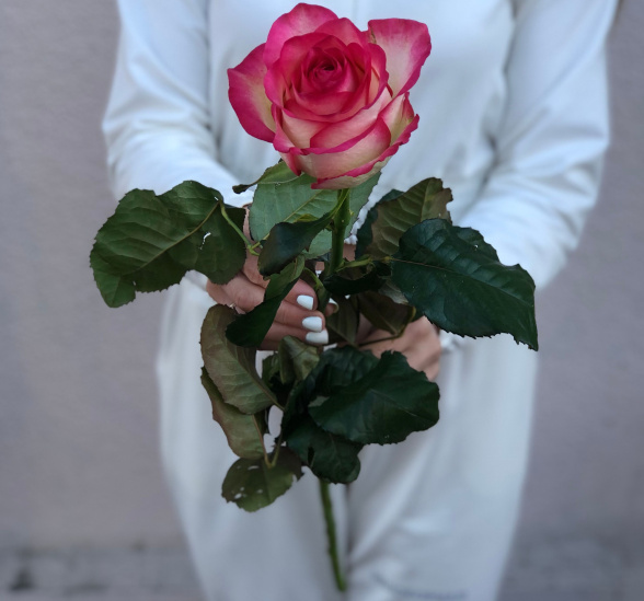 Бело-розовая роза 70 см  №1