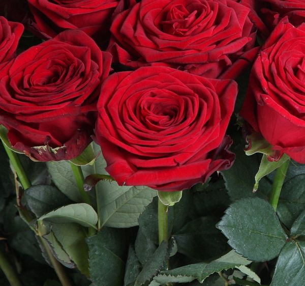 Красная роза 70 см  №2