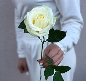 Свежесрезанные цветы — Белая роза 70 см