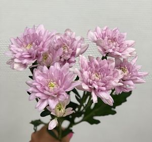Свежесрезанные цветы — Хризантема кустовая розовая