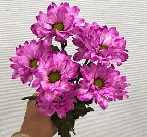 Свежесрезанные цветы — Хризантема ромашка крашенная