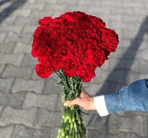 Свежесрезанные цветы — Гвоздика одноголовая красная