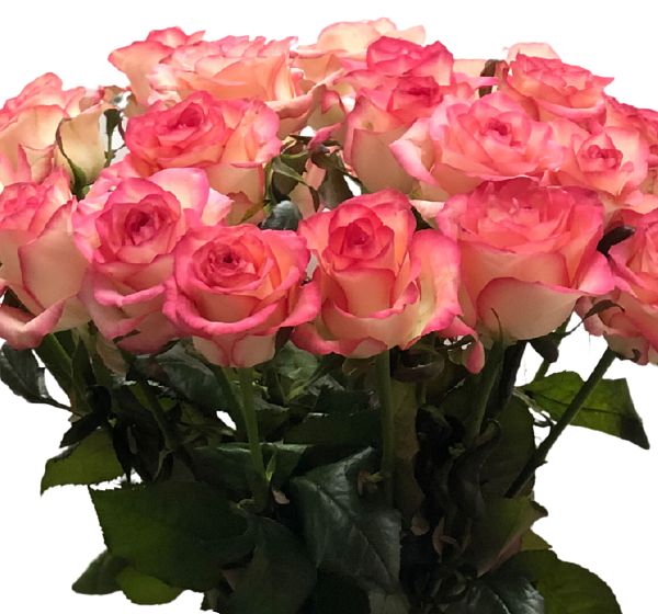 Букет из 25 высоких розовых роз  №2