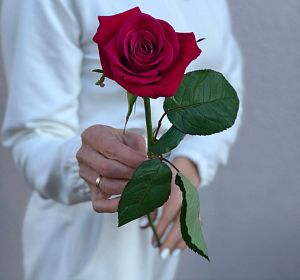 Свежесрезанные цветы — Красная роза 70 см