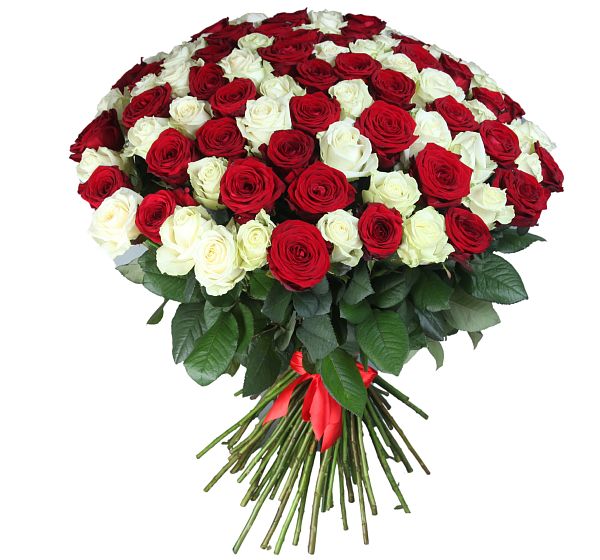 Букет 101 высокая красная и белая роза  №7