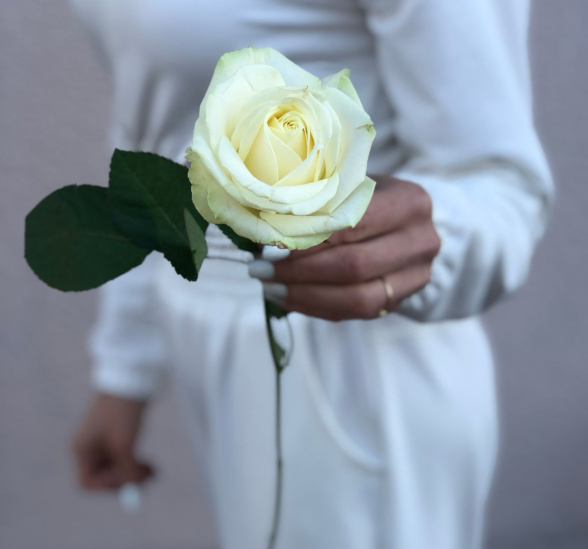 Белая роза 50 см  №1